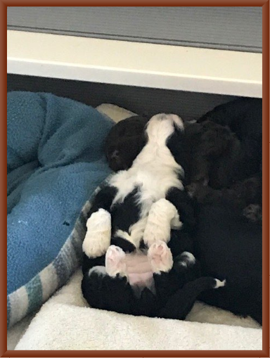 Can You Find the Snoozing Puppy with a White Belly?